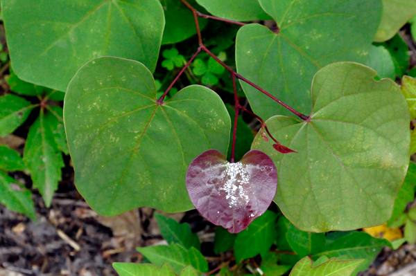 one red leaf among the green